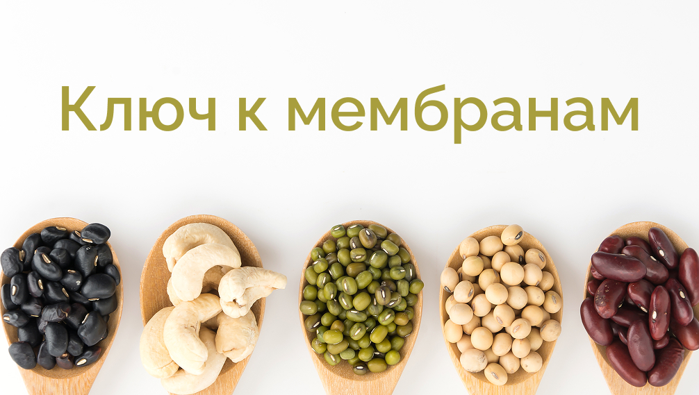 Ключ к мембранам: почему без холина организм дает сбой Ключ к мембранам: почему без холина организм дает сбой